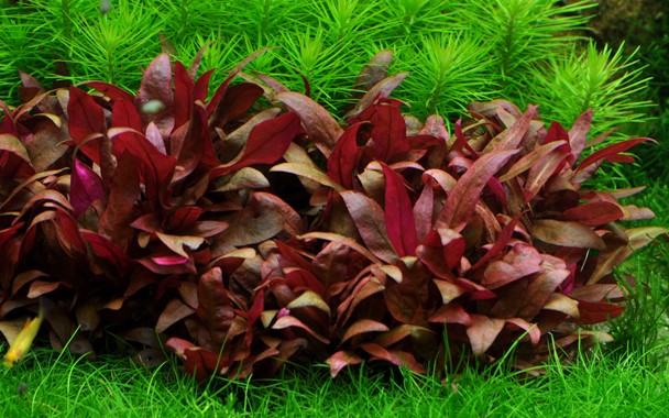 Tropica 1•2•Grow! Alternantera Reineikii "Mini"