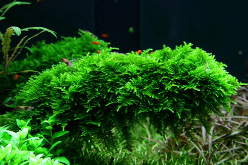 Tropica 1•2•Grow! Vesicularia dubyana "Christmas"