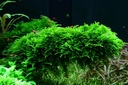 Tropica 1•2•Grow! Vesicularia dubyana "Christmas"