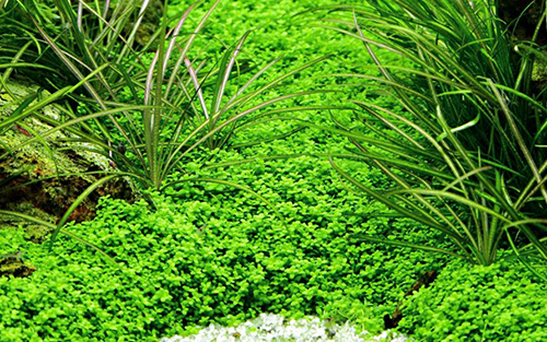 Tropica 1•2•Grow! Hemianthus callitrichoides "Cuba"