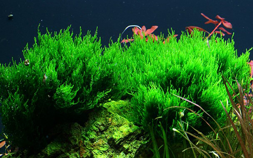 Tropica 1•2•Grow! Taxiphyllum sp. "Flamè"
