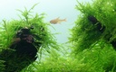 Tropica 1•2•Grow! Taxiphyllum Barbieri