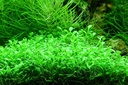 Tropica 1•2•Grow! Glossostigma Elantinoides