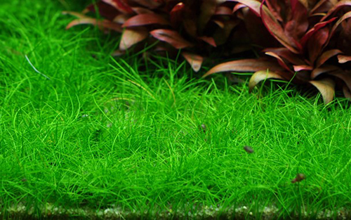 Tropica 1•2•Grow! Eleocharis "Mini"
