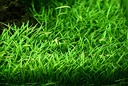 Tropica 1•2•Grow! Lilaeopsis Brasiliensis