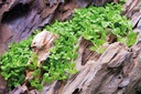 Tropica 1•2•Grow! Micrantherum "Monte Carlo"