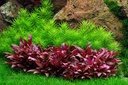Tropica 1•2•Grow! Pogostemon Erectus