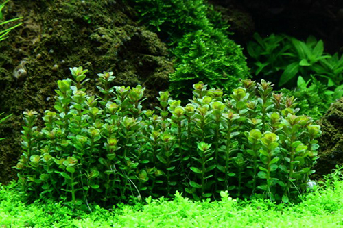 Tropica 1•2•Grow! Rotala "Bonsai"
