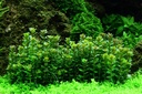Tropica 1•2•Grow! Rotala "Bonsai"