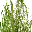 Tropica Mayaca fluviatilis in mazzetto