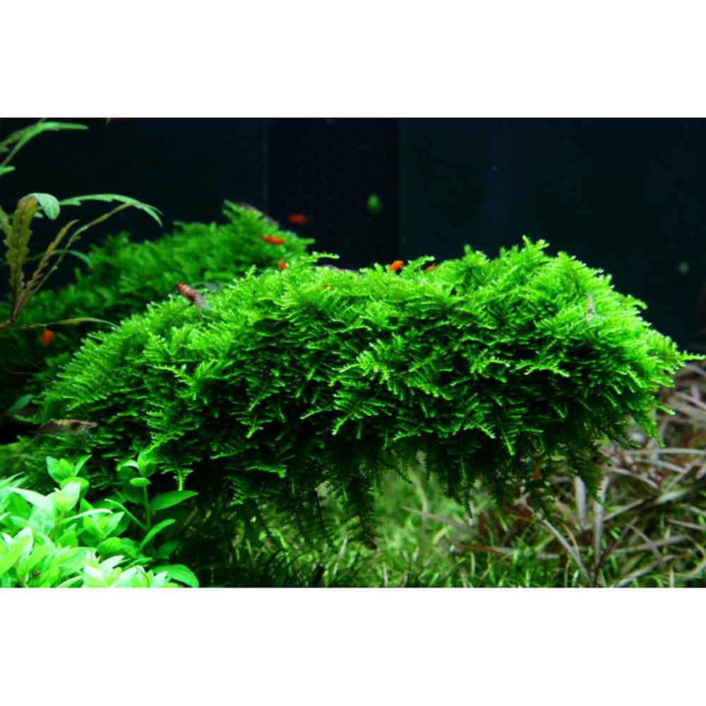 Tropica Vesicularia Dubyana "Christmas" porzione