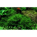 Tropica Vesicularia Dubyana "Christmas" porzione