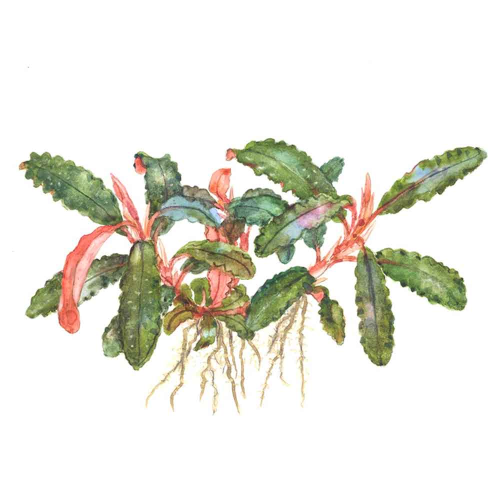 Tropica Bucephalandra sp. 'Red'