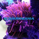 Entacmaea Red (anemone a bolle)