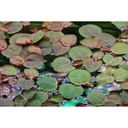 Tropica 1•2•Grow! Phyllanthus fluitans