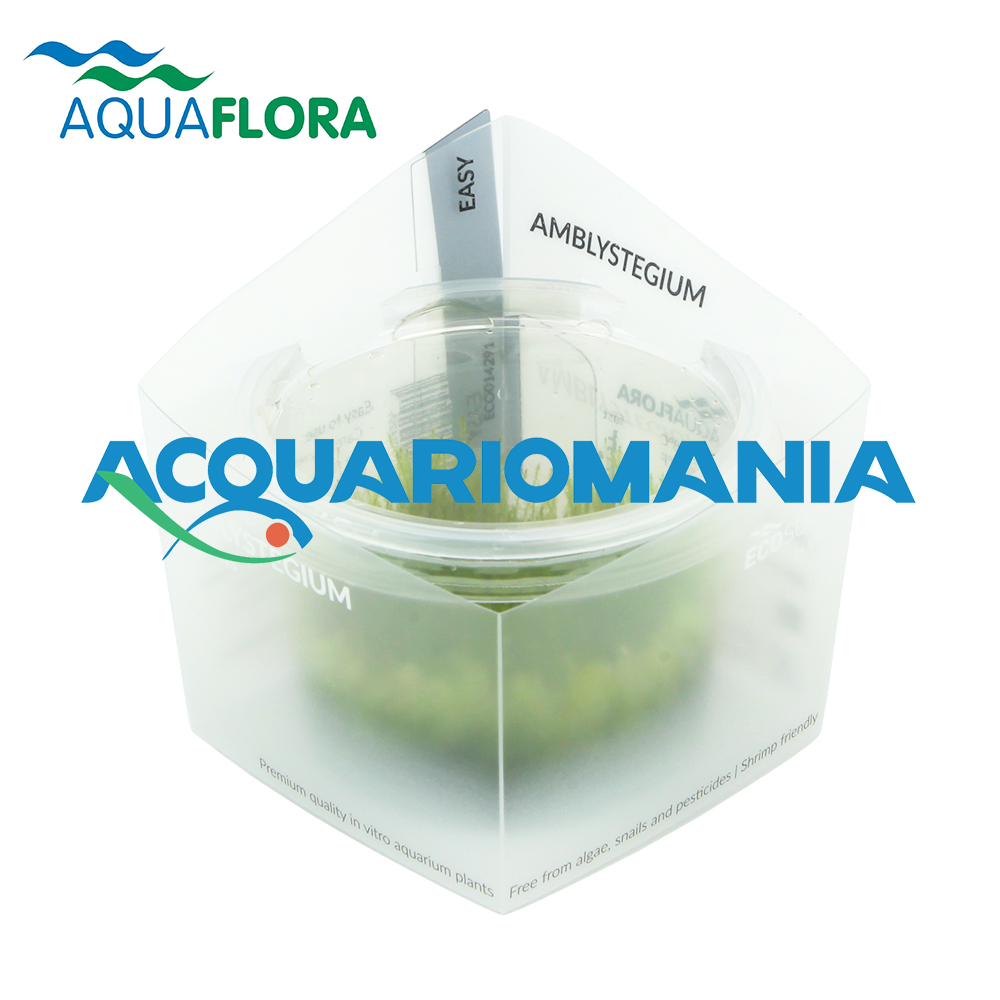Aquaflora Amblystegium Serpens in Vitro Cup
