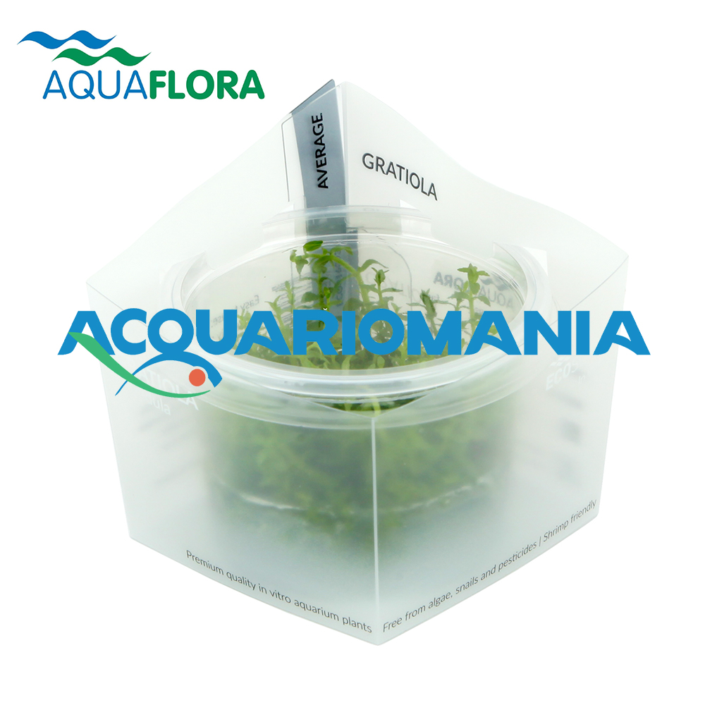 Aquaflora Gratiola Viscidula in Vitro Cup