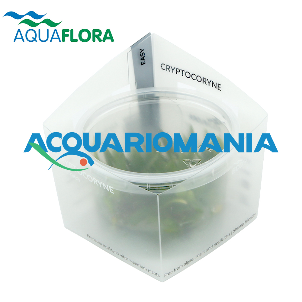 Aquaflora Cryptocoryne Pygmaea in Vitro Cup
