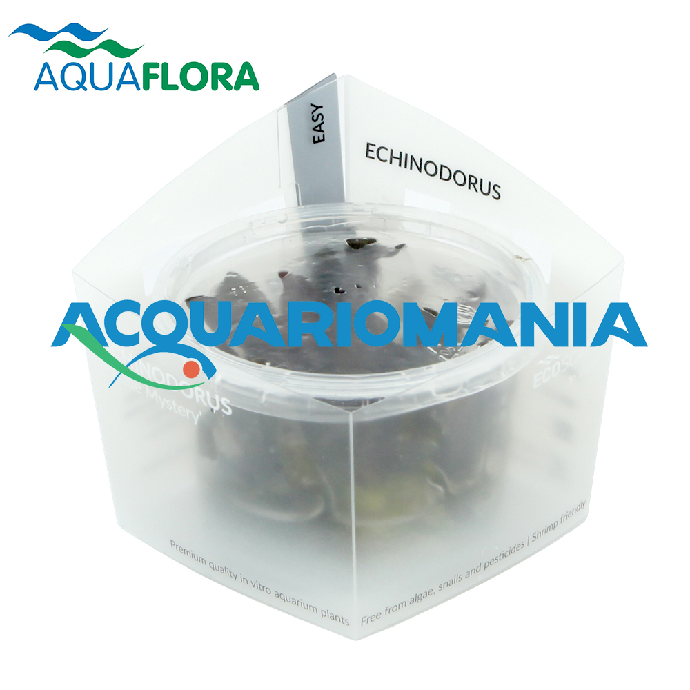 Aquaflora Echinodorus"Little Mystery" in Vitro Cup (copia)