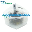 Aquaflora Echinodorus"Little Mystery" in Vitro Cup (copia)