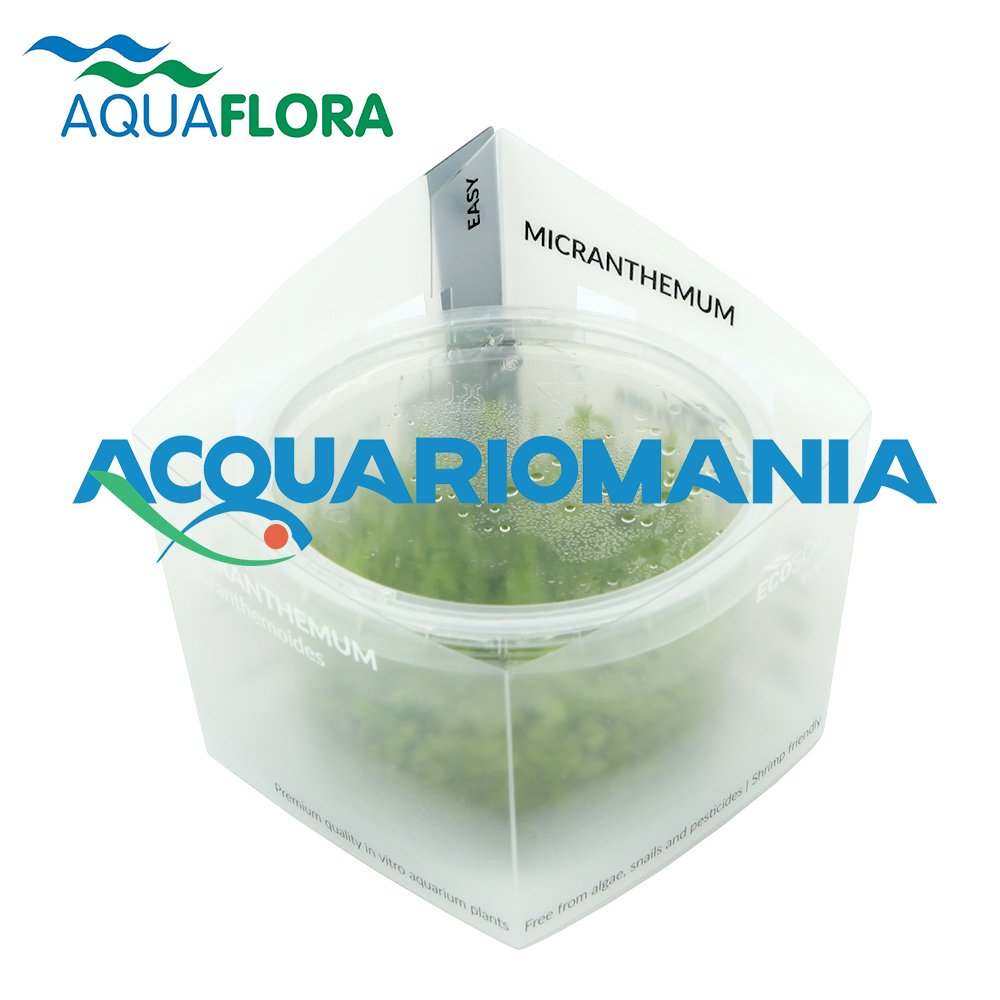 Aquaflora Micranthemum Micranthemoides in Vitro Cup