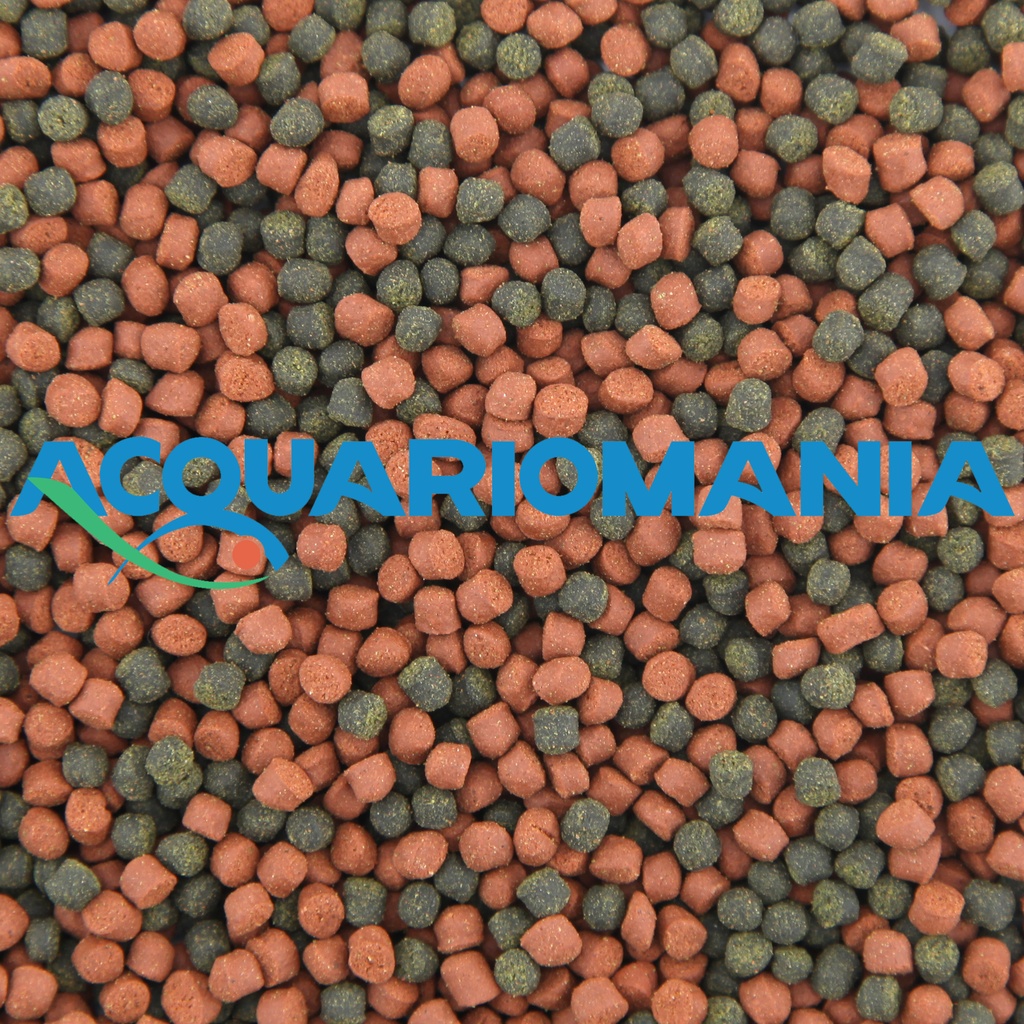 Shg Premium Marino Large 500gr