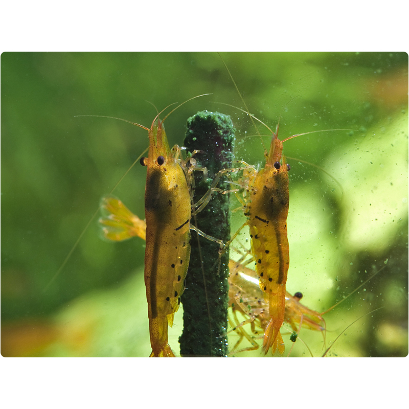 GlasGarten Shrimp Lollies Artemia Power 8 Stick