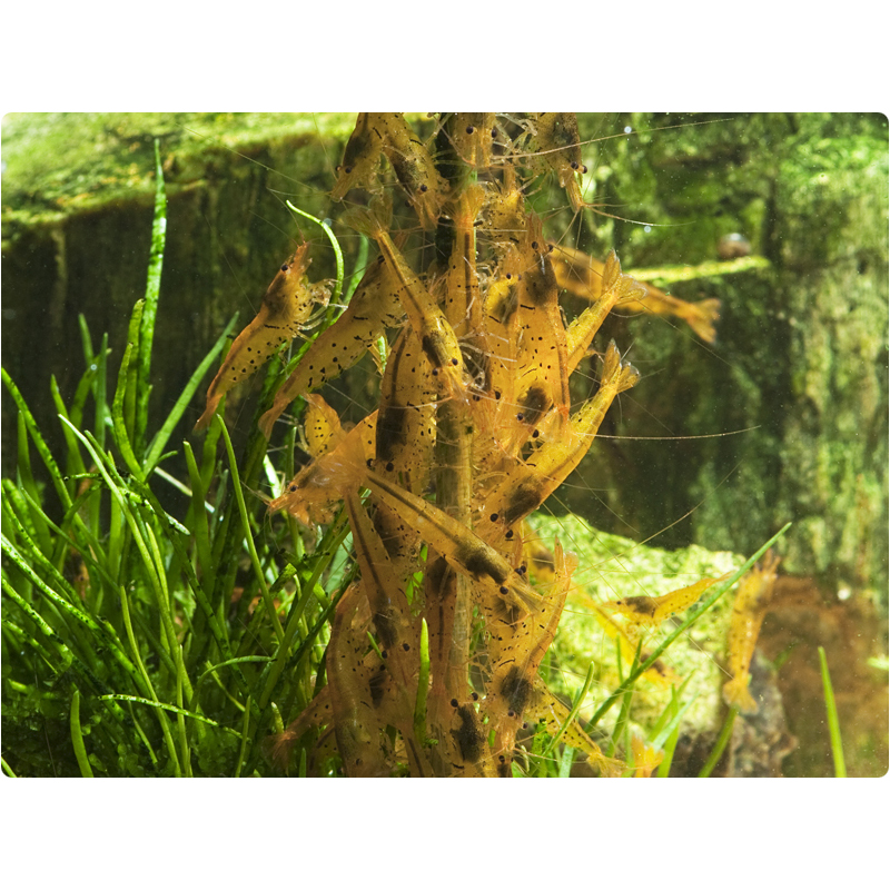 GlasGarten Shrimp Lollies Artemia Power 8 Stick