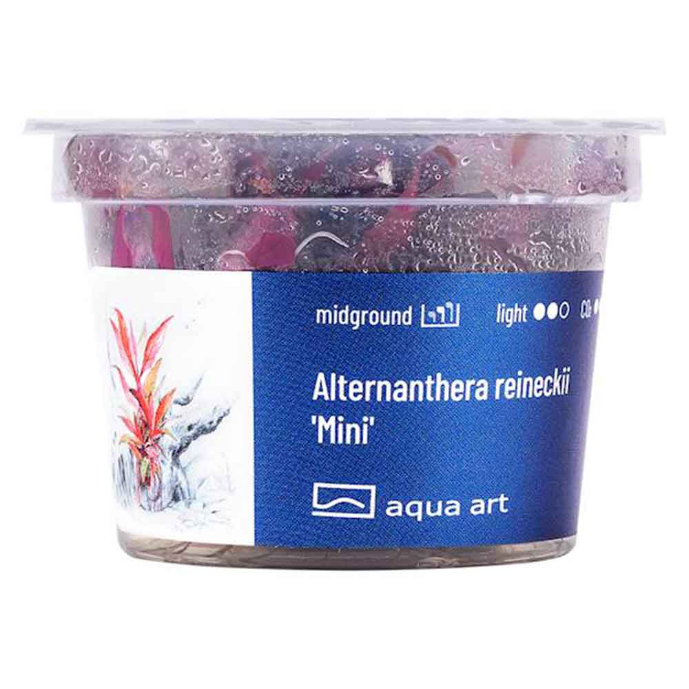 Aqua Art Alternanthera reineckii 'mini ' in Vitro Cup