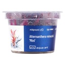 Aqua Art Alternanthera reineckii 'mini ' in Vitro Cup