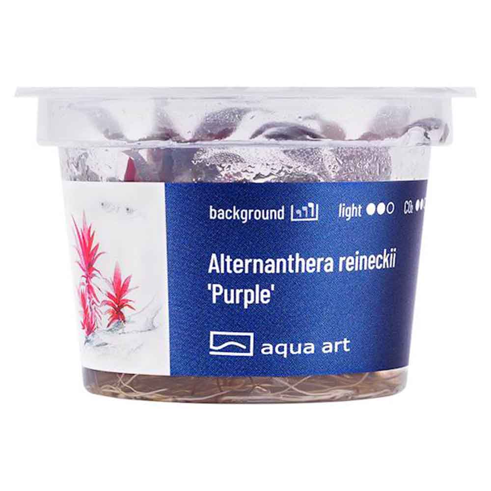 Aqua Art Alternanthera reineckii purple in Vitro Cup