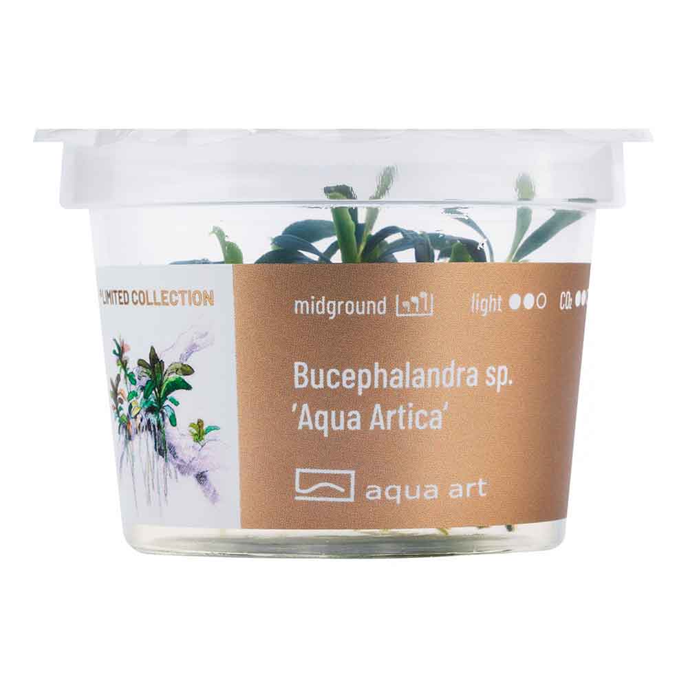 Bucephalandra sp. ’Aqua Artica’ in Vitro Cup
