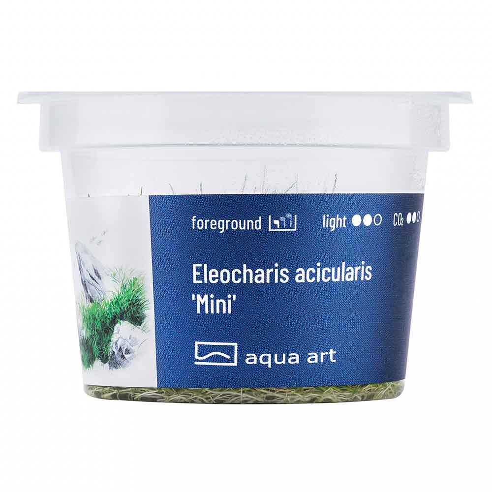 Aqua Art Eleocharis acicularis "Mini" in Vitro Cup