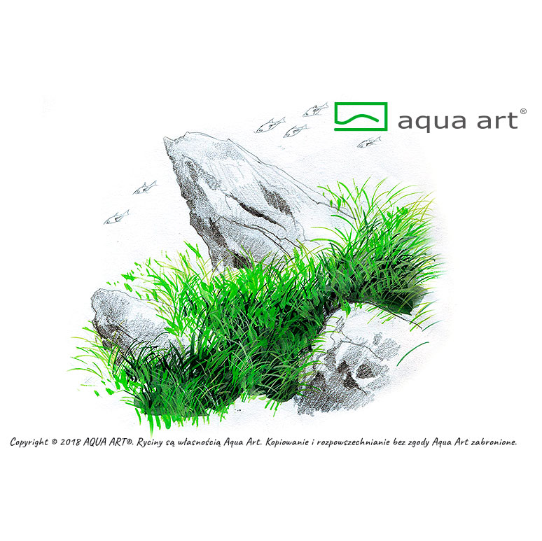 Aqua Art Eleocharis acicularis &quot;Mini&quot; in Vitro Cup