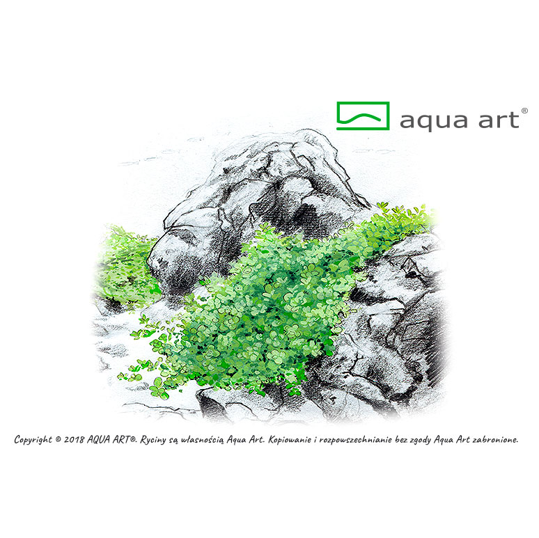 Aqua Art Eleocharis acicularis "Mini" in Vitro Cup