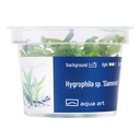 Aqua Art Hygrophila sp. "Siamensis" in Vitro Cup