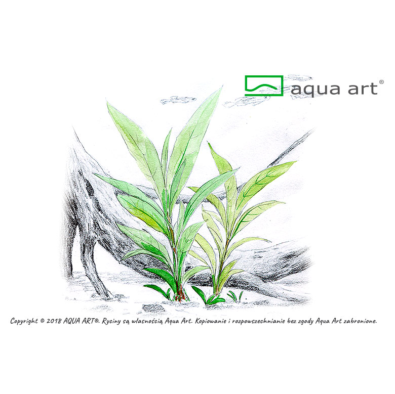 Aqua Art Hygrophila sp. &quot;Siamensis&quot; in Vitro Cup