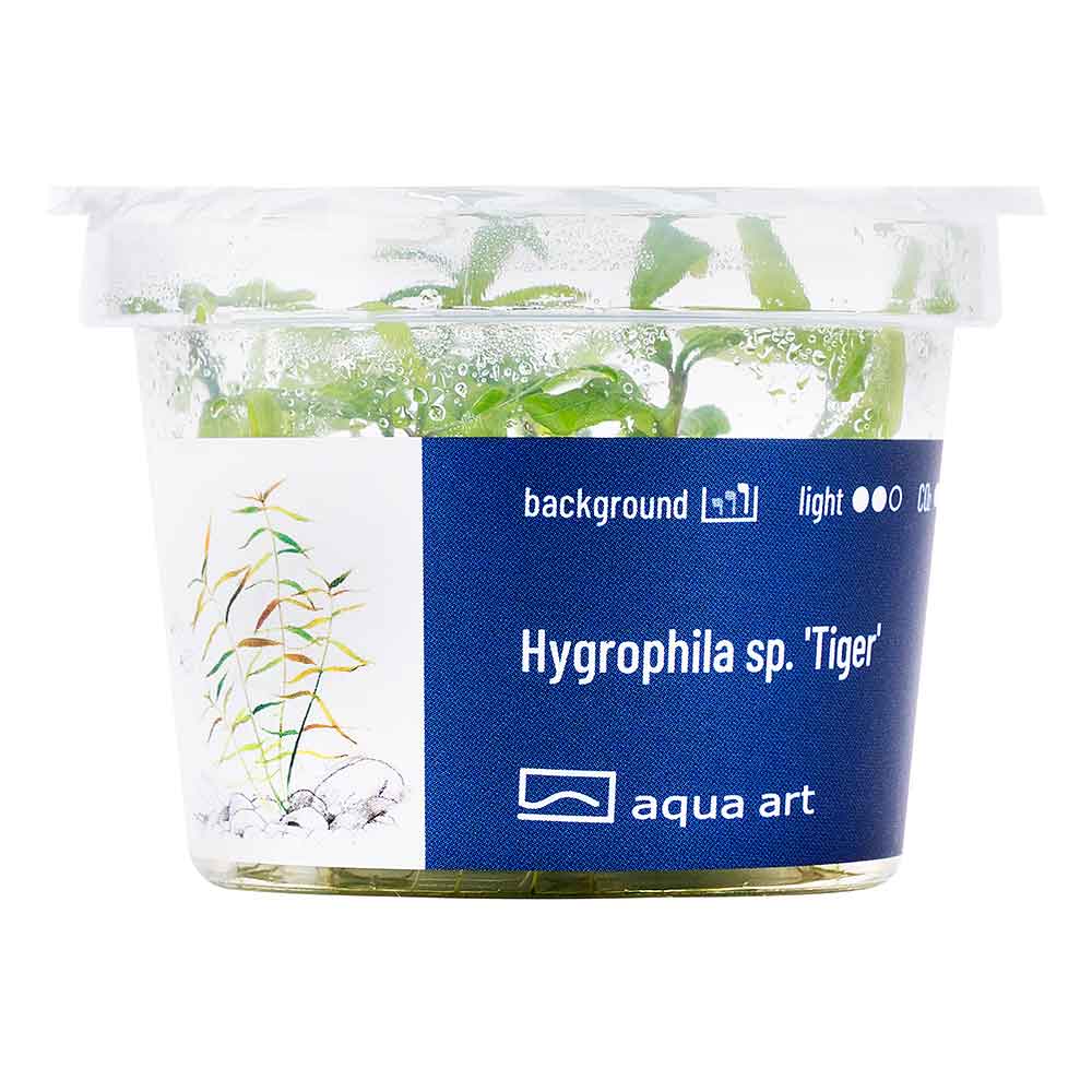 Aqua Art Hygrophila sp. "Tiger" in Vitro Cup