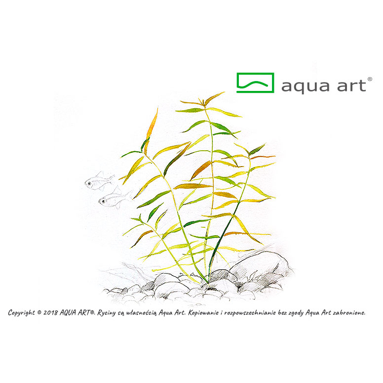 Aqua Art Hygrophila sp. &quot;Tiger&quot; in Vitro Cup