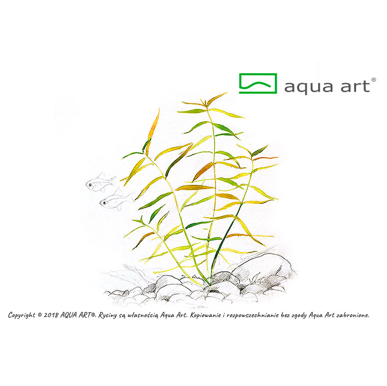 Aqua Art Hygrophila sp. "Tiger" in Vitro Cup