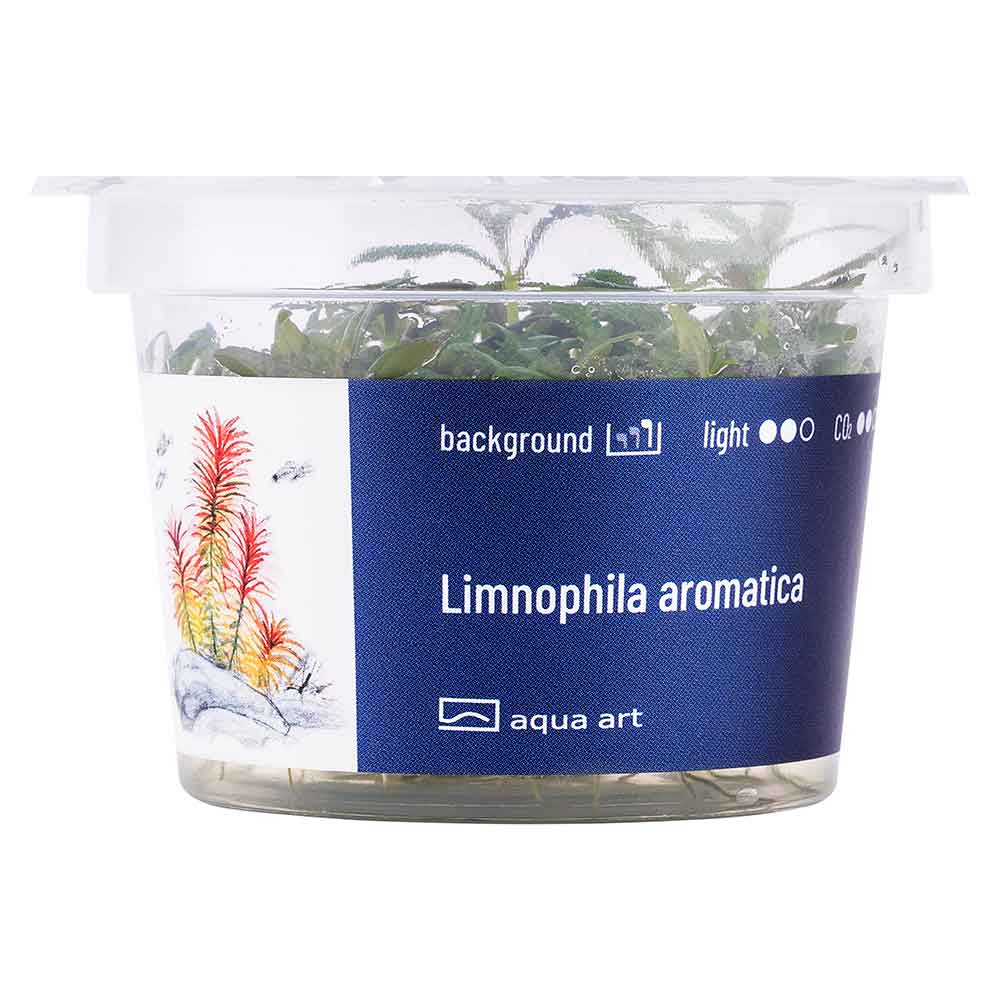 Aqua Art Limnophila aromatica in Vitro Cup