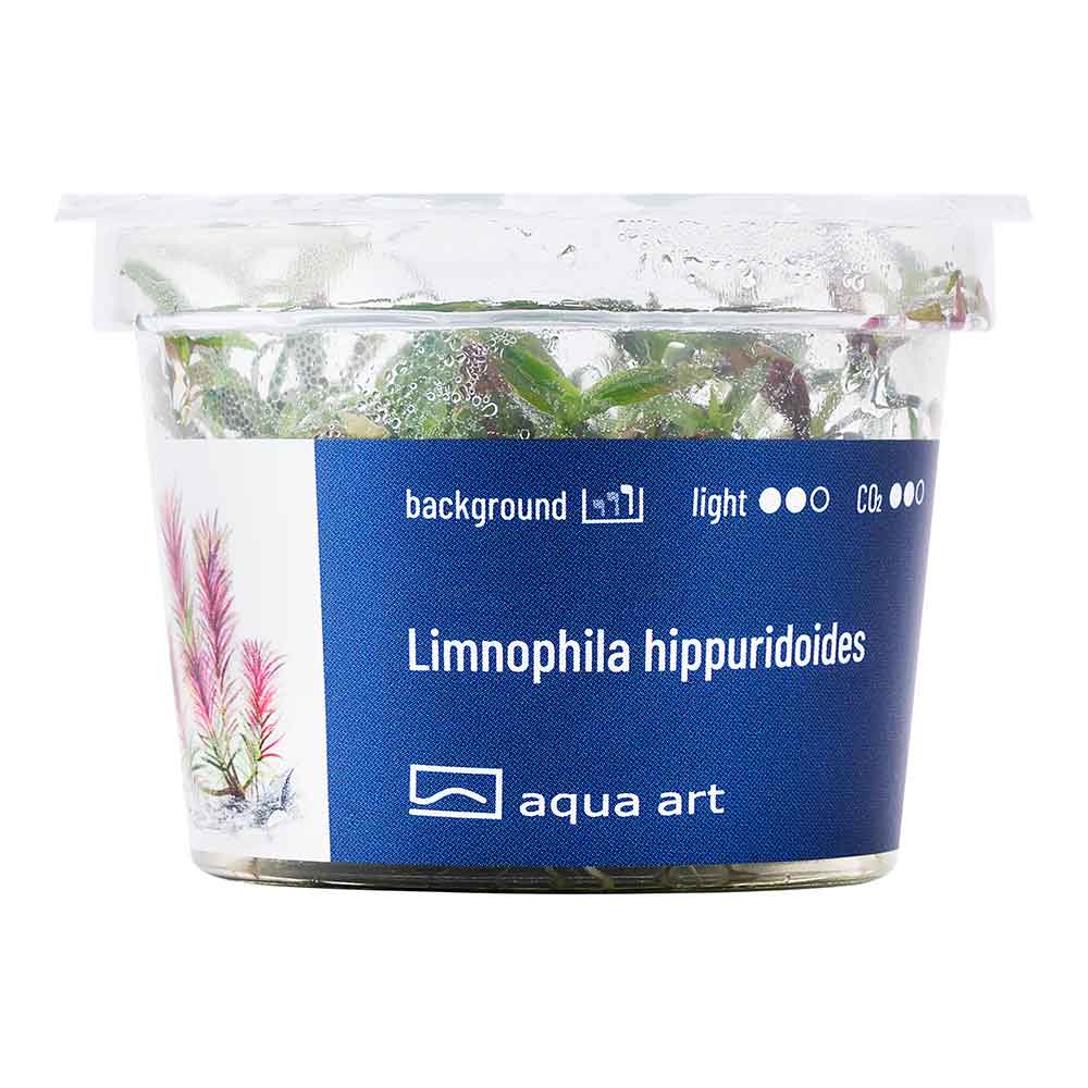 Aqua Art Limnophila hippuridoides in Vitro Cup