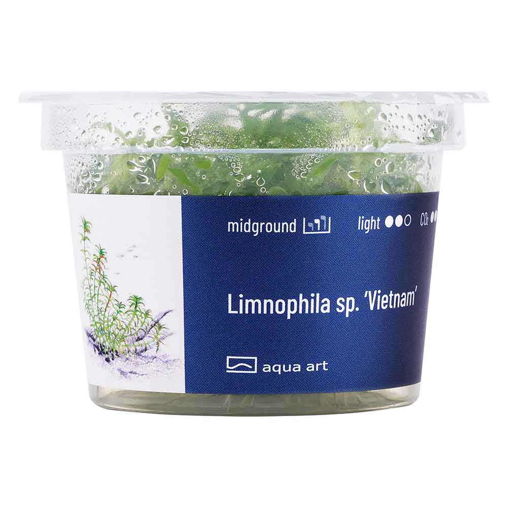 Aqua Art Limnophila sp. "Vietnam"