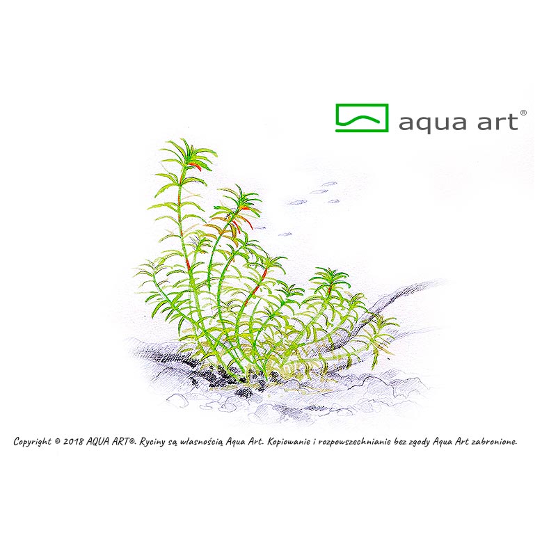 Aqua Art Limnophila sp. &quot;Vietnam&quot;