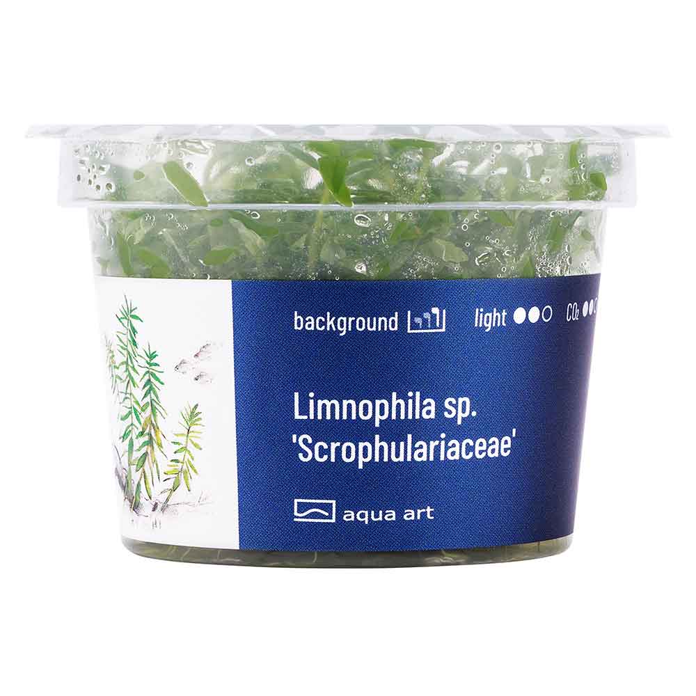 Aqua Art Limnophila sp. 'Scrophulariaceae' in Vitro Cup