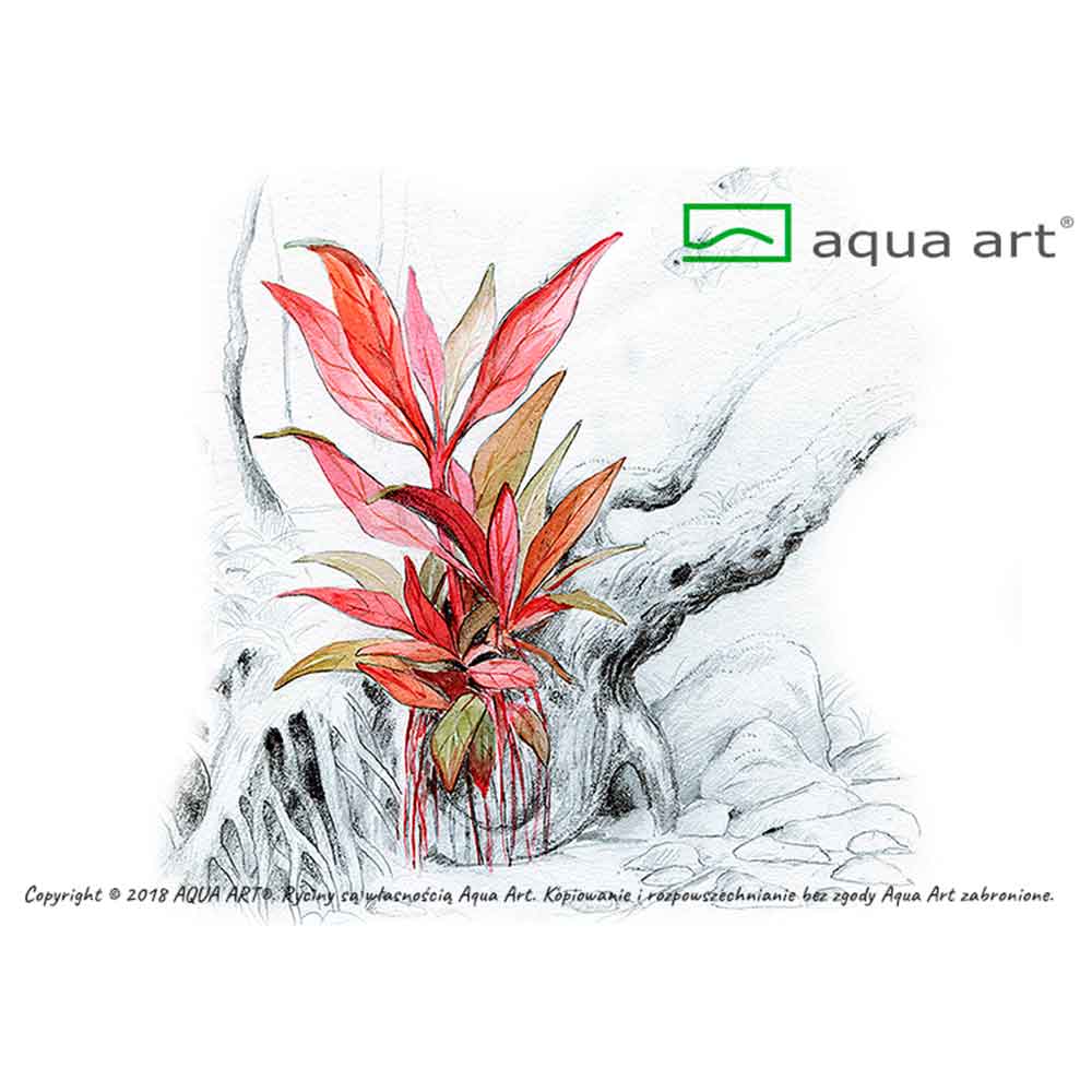 Aqua Art Alternanthera reineckii "Lilacina" in Vitro Cup