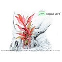 Aqua Art Alternanthera reineckii "Lilacina" in Vitro Cup