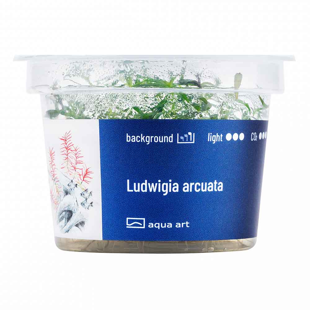 Aqua Art Ludwigia arcuata in Vitro Cup