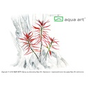 Aqua Art Ludwigia brevipes in Vitro Cup