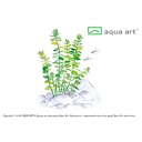 Aqua Art Micranthemum umbrosum in Vitro Cup